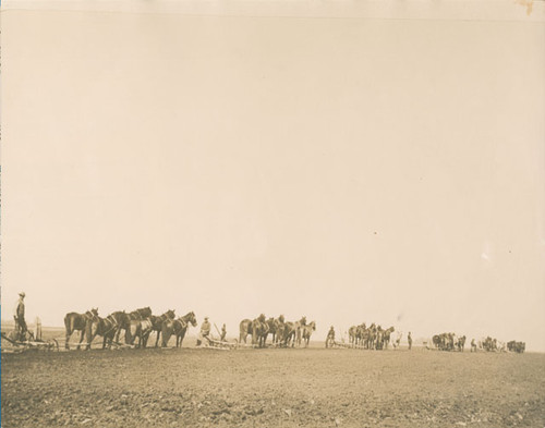 Horse-drawn plows