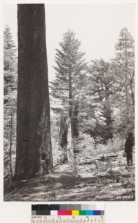 East slope Cuyamaca Peak. Sugar pine-white fir type with incense cedar and black oak. Understory of Ceanothus palmeri. San Diego Co