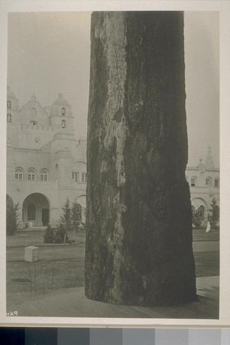 H29. [Tree; California Building in background. During construction.]