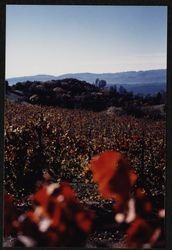 Unidentified vineyard likely near Geysers Road aflame with fall color, Sonoma County, California, 1988
