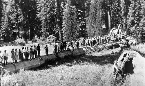 Interpretive activities, conducted trip led by Frank Been, Fallen Giant Sequoias