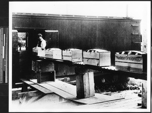 Man loading crates of pre-cooled oranges into a railroad car, ca.1930