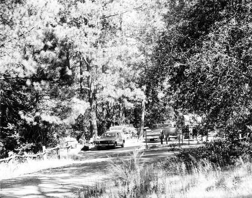 Campground and horse corral in Cuyamaca Park