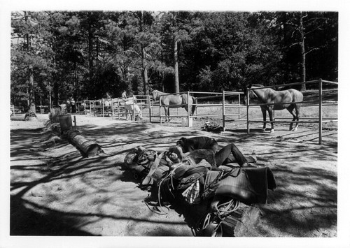 Horses in corrals/saddles at Cuyamaca Rancho State Park