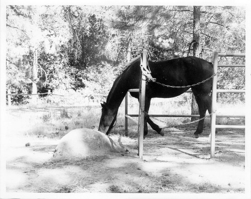 Horse in Corral in Cuyamaca Rancho State Park