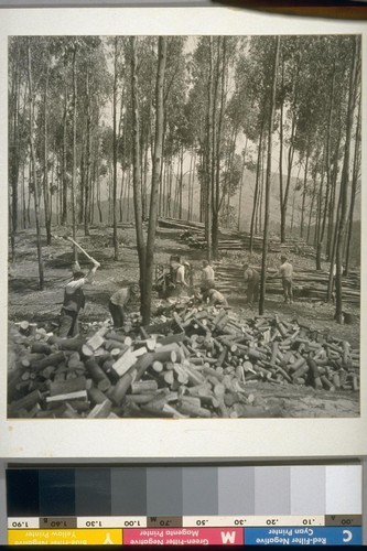 Pacific Cooperative League cutting wood in Berkeley Hills, May 1933