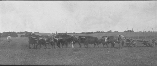 Eight-ox team harnessed to a wagon