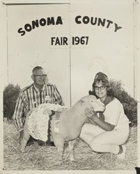 4H Reserve Champion Dorset sheep at the Sonoma County Fair, Santa Rosa, California, 1967