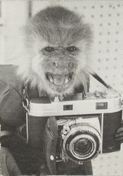 Monkey with a camera at the Sonoma County Fair, Santa Rosa, California
