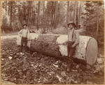 [Men peeling log, Tehama County]