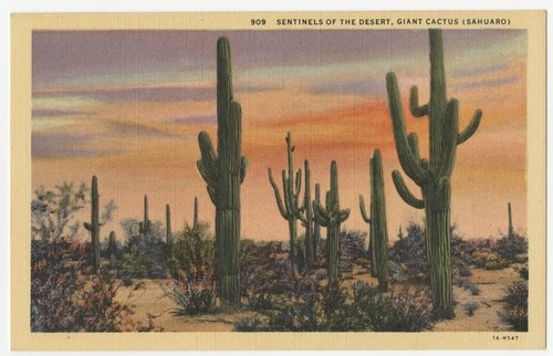 Sentinels of the desert, giant cactus (sahuaro)