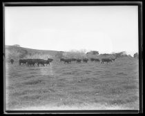 Herd of black cattle