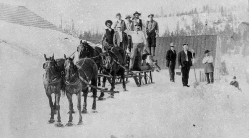 Horses on Snow Shoes