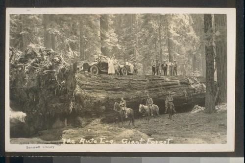 The Auto Log, Giant Forest [Sequoia National Forest]