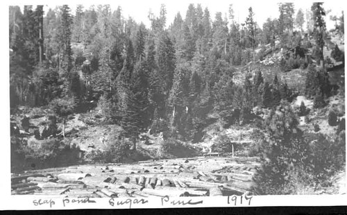 Sugar Pine scrap pond