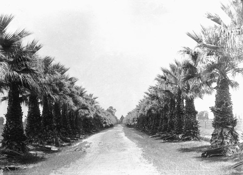 Palm Drive