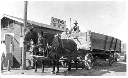 Hauling cotton to Boswell Gin in Corcoran