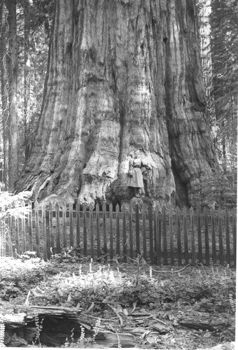 General Sherman tree