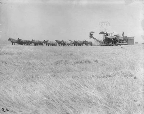 Mule team with combine harvesting grain