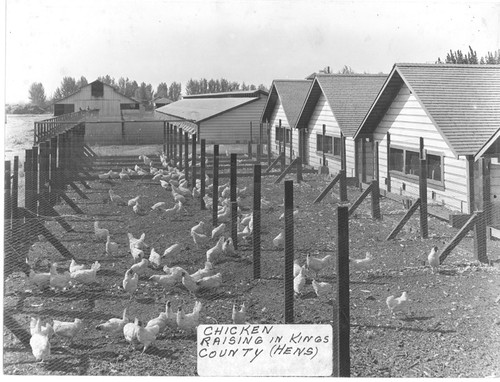 Chicken Houses and Pens, Kings County