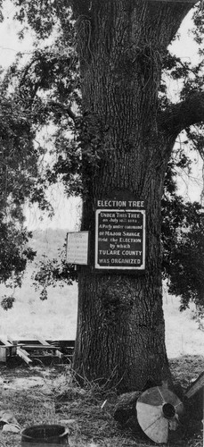 Election Tree
