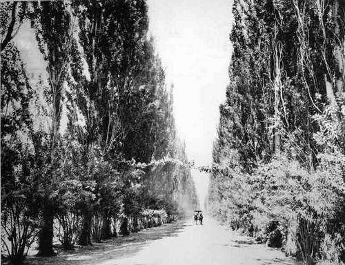 Avenue in Eisen Vineyard Fresno California