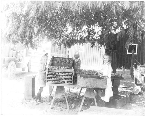 Cutting Peaches, Kings County