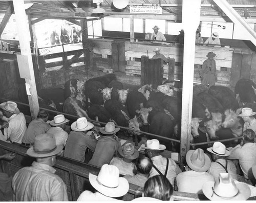 Cattle auction, Visalia Stockyards