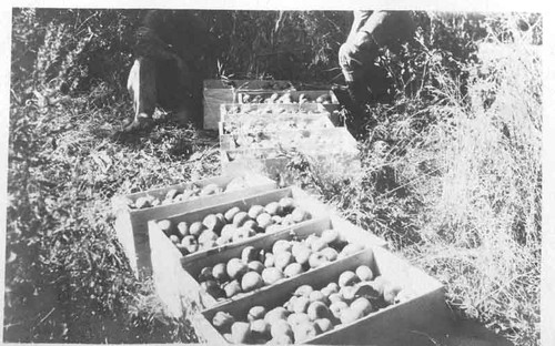 Apple Harvest in Sugar Pine area