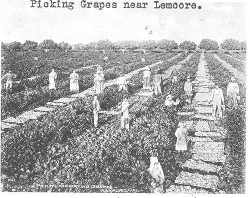 Picking Grapes Near Lemoore