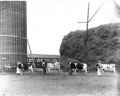 Show Time for Cows