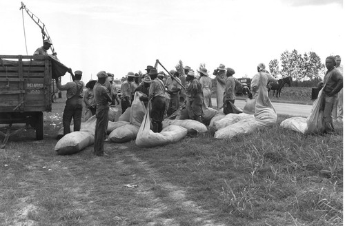 Cotton Pickers Weighin In