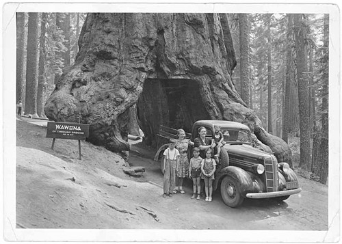 Wawona Tunnel Tree, 1939