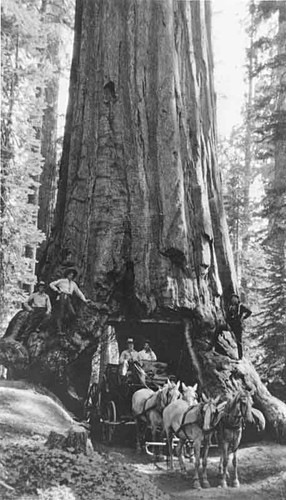 Horse stage at Wawona Tunnel Tree