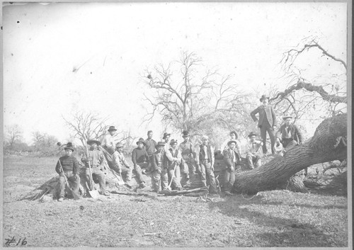 Removing oaks on Laguna De tache grant