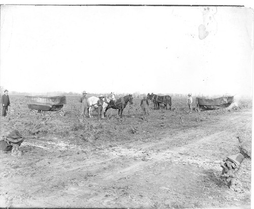 Crew Pruning Grapevines