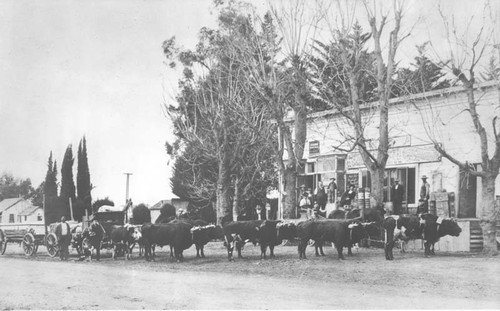 Ox team and group of men in front of Brundage's Store, Farmersville