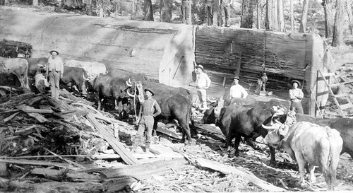 Comstock Mill, 1888