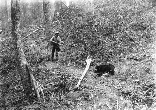 Hunter and bear, 1904