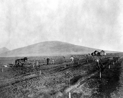 Claubes Family Orange Grove