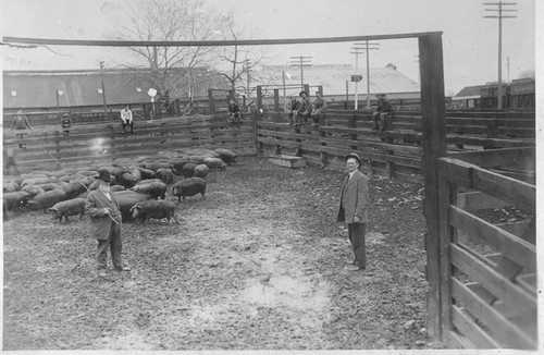 Hog Buying at Santa Fe Corral