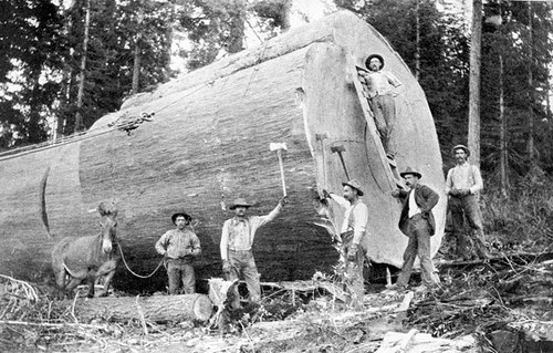 California Woodsmen