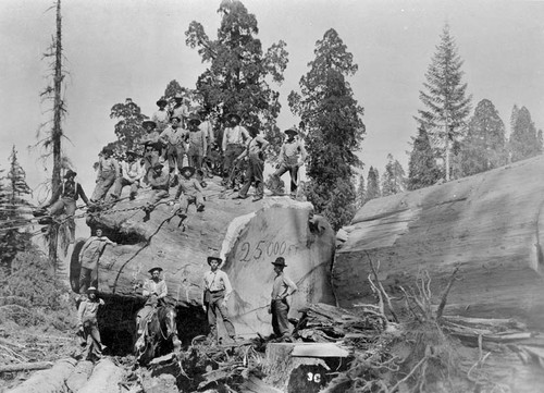 Giant Sequoia