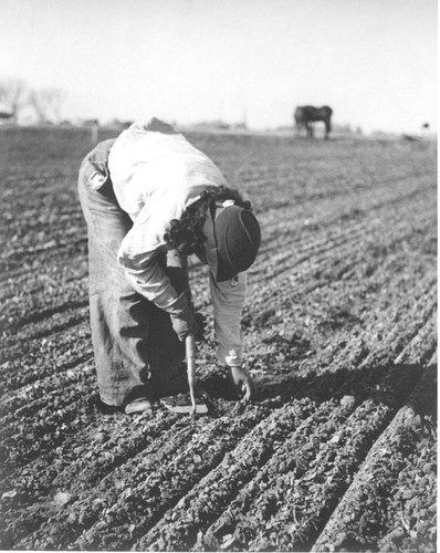 Thinning beets near Stratford