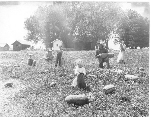 Watermelon Picking in Kings County