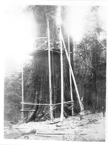 Felling Tree for Chicago World's Fair