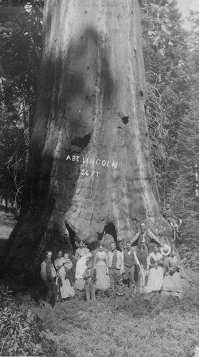 Abe Lincoln Tree