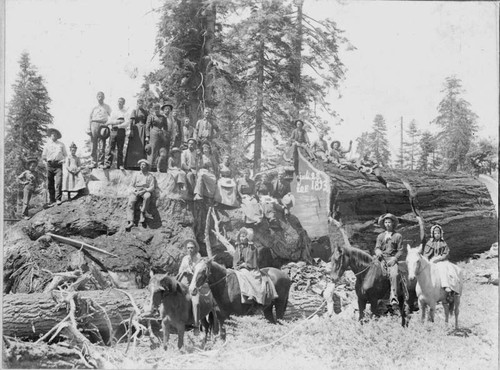 Sequoia falling