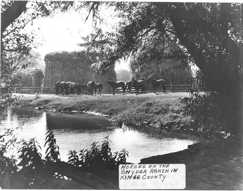 Horses on Snyder Ranch, Kings County