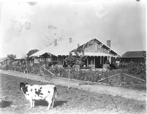 A Cow in the Yard